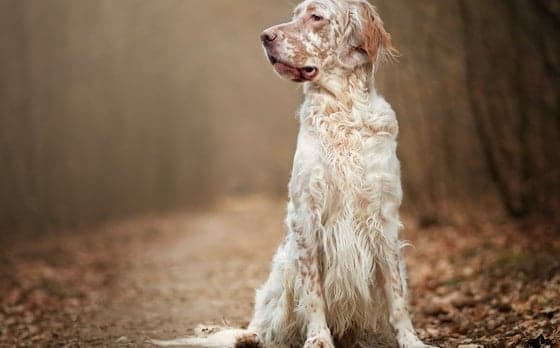 Cover image of 'Dogs'