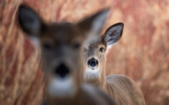 Cover image of 'During the Hunt'